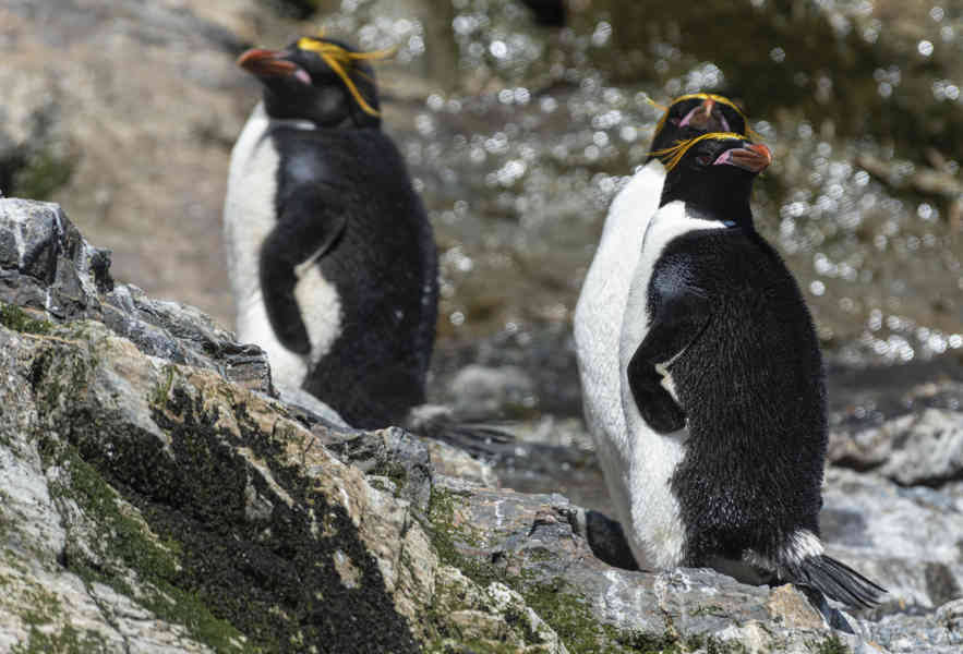 Pingüino Macaroni - islas Georgias del Sur 22.jpg